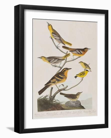 Illustration from 'Birds of America', 1827-38-John James Audubon-Framed Giclee Print