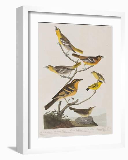 Illustration from 'Birds of America', 1827-38-John James Audubon-Framed Giclee Print