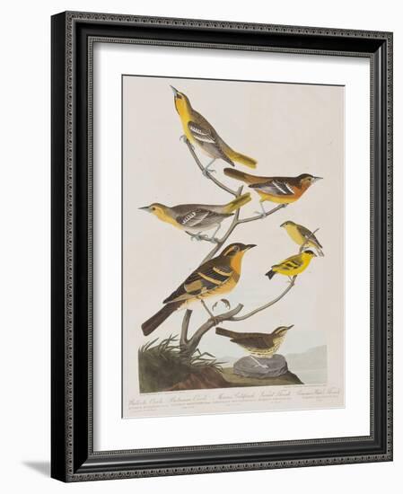 Illustration from 'Birds of America', 1827-38-John James Audubon-Framed Giclee Print