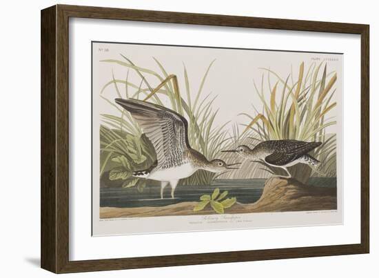 Illustration from 'Birds of America', 1827-38-John James Audubon-Framed Giclee Print