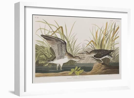 Illustration from 'Birds of America', 1827-38-John James Audubon-Framed Giclee Print