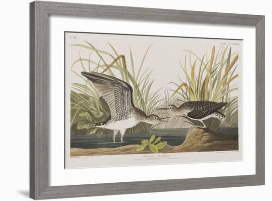 Illustration from 'Birds of America', 1827-38-John James Audubon-Framed Giclee Print