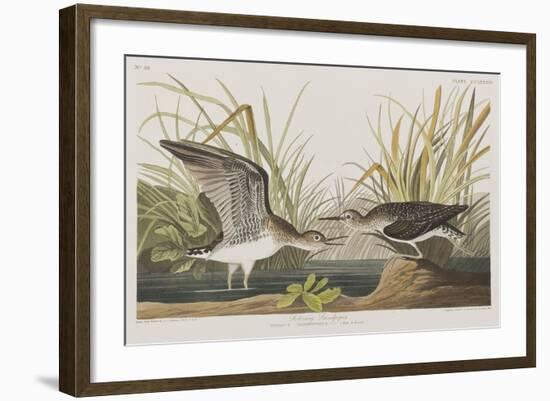 Illustration from 'Birds of America', 1827-38-John James Audubon-Framed Giclee Print