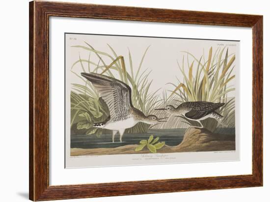 Illustration from 'Birds of America', 1827-38-John James Audubon-Framed Giclee Print