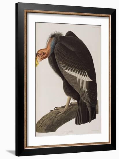 Illustration from 'Birds of America', 1827-38-John James Audubon-Framed Giclee Print