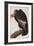 Illustration from 'Birds of America', 1827-38-John James Audubon-Framed Giclee Print