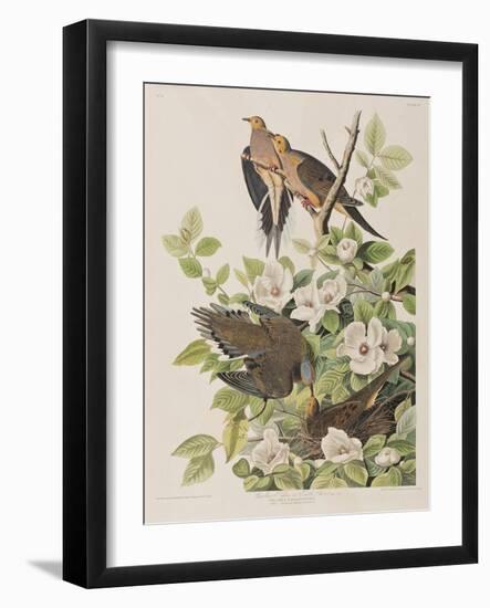 Illustration from 'Birds of America', 1827-38-John James Audubon-Framed Giclee Print