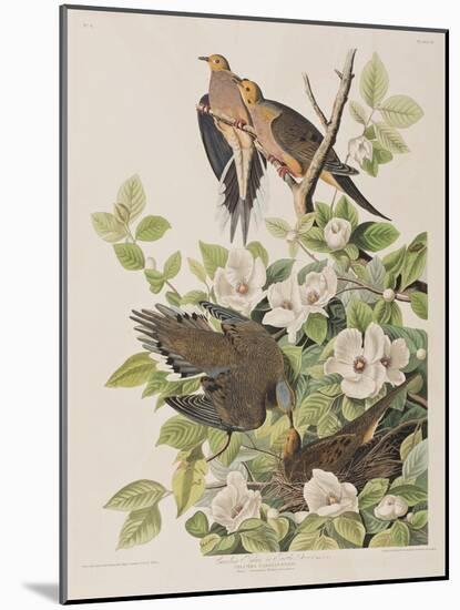 Illustration from 'Birds of America', 1827-38-John James Audubon-Mounted Giclee Print