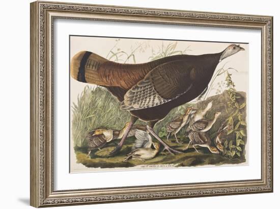 Illustration from 'Birds of America', 1827-38-John James Audubon-Framed Giclee Print