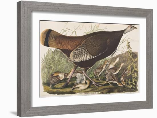 Illustration from 'Birds of America', 1827-38-John James Audubon-Framed Giclee Print