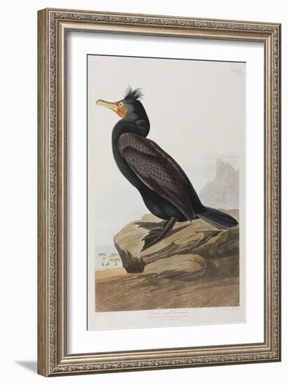 Illustration from 'Birds of America', 1827-38-John James Audubon-Framed Giclee Print