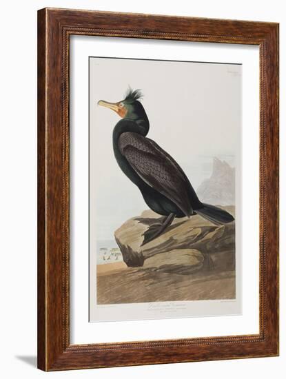 Illustration from 'Birds of America', 1827-38-John James Audubon-Framed Giclee Print