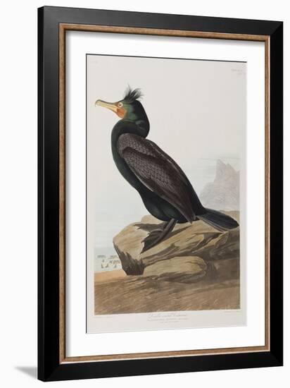 Illustration from 'Birds of America', 1827-38-John James Audubon-Framed Giclee Print