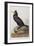 Illustration from 'Birds of America', 1827-38-John James Audubon-Framed Giclee Print