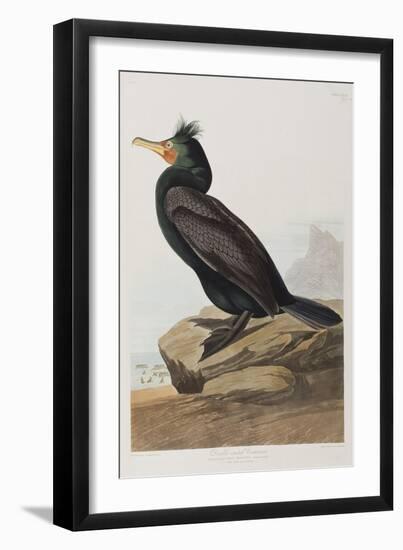 Illustration from 'Birds of America', 1827-38-John James Audubon-Framed Giclee Print