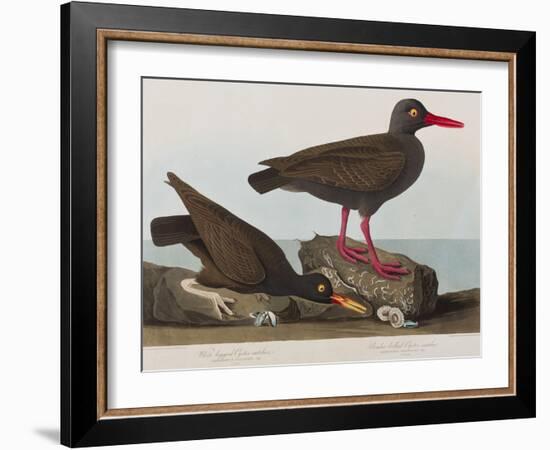 Illustration from 'Birds of America', 1827-38-John James Audubon-Framed Giclee Print