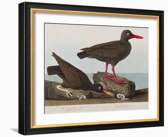 Illustration from 'Birds of America', 1827-38-John James Audubon-Framed Giclee Print