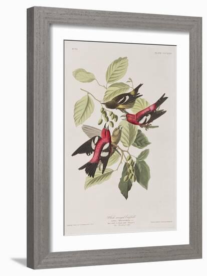 Illustration from 'Birds of America', 1827-38-John James Audubon-Framed Giclee Print