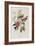 Illustration from 'Birds of America', 1827-38-John James Audubon-Framed Giclee Print