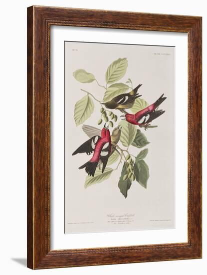 Illustration from 'Birds of America', 1827-38-John James Audubon-Framed Giclee Print