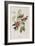 Illustration from 'Birds of America', 1827-38-John James Audubon-Framed Giclee Print