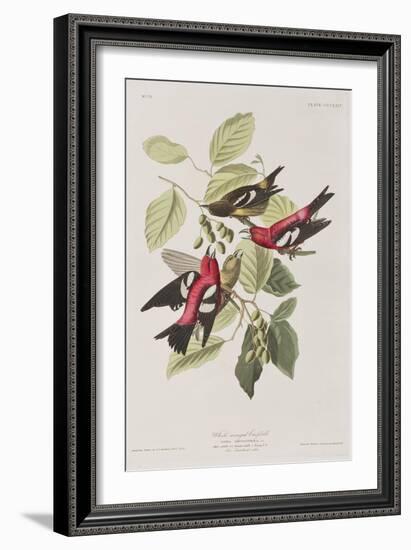 Illustration from 'Birds of America', 1827-38-John James Audubon-Framed Giclee Print