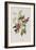 Illustration from 'Birds of America', 1827-38-John James Audubon-Framed Giclee Print