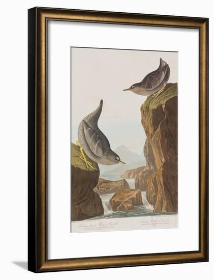 Illustration from 'Birds of America', 1827-38-John James Audubon-Framed Premium Giclee Print