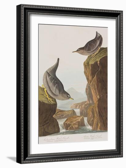 Illustration from 'Birds of America', 1827-38-John James Audubon-Framed Giclee Print