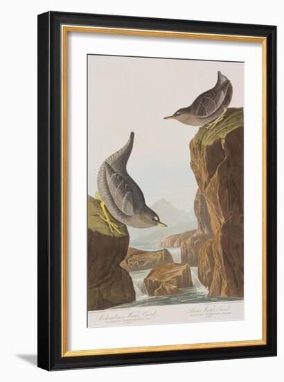 Illustration from 'Birds of America', 1827-38-John James Audubon-Framed Giclee Print