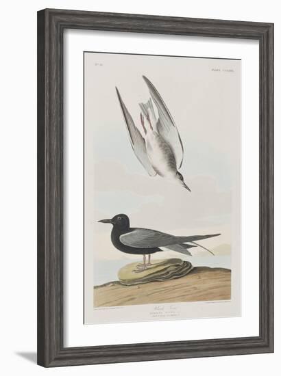 Illustration from 'Birds of America', 1827-38-John James Audubon-Framed Giclee Print