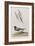 Illustration from 'Birds of America', 1827-38-John James Audubon-Framed Giclee Print