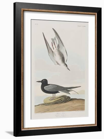 Illustration from 'Birds of America', 1827-38-John James Audubon-Framed Giclee Print