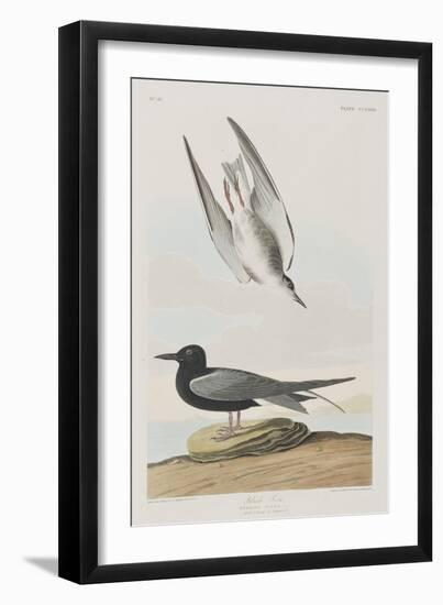 Illustration from 'Birds of America', 1827-38-John James Audubon-Framed Giclee Print