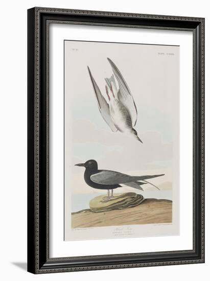 Illustration from 'Birds of America', 1827-38-John James Audubon-Framed Giclee Print