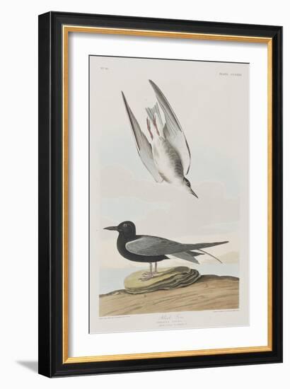 Illustration from 'Birds of America', 1827-38-John James Audubon-Framed Giclee Print