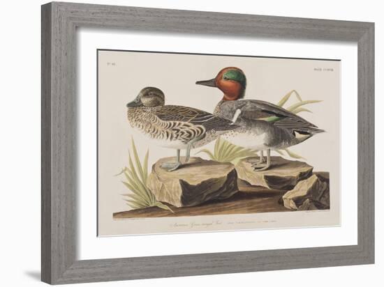 Illustration from 'Birds of America', 1827-38-John James Audubon-Framed Giclee Print