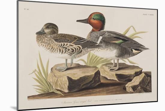 Illustration from 'Birds of America', 1827-38-John James Audubon-Mounted Giclee Print