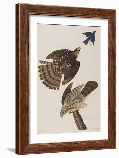 Illustration from 'Birds of America', 1827-38-John James Audubon-Framed Giclee Print