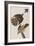 Illustration from 'Birds of America', 1827-38-John James Audubon-Framed Giclee Print