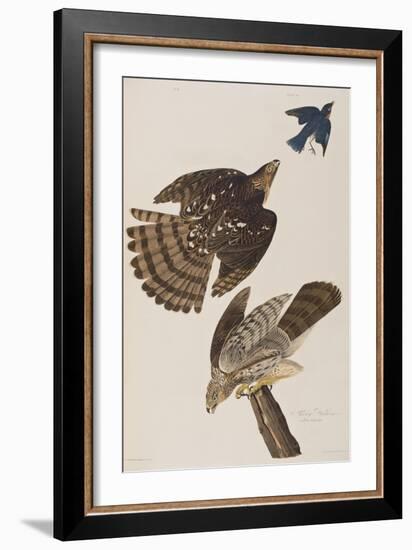 Illustration from 'Birds of America', 1827-38-John James Audubon-Framed Giclee Print