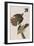 Illustration from 'Birds of America', 1827-38-John James Audubon-Framed Giclee Print