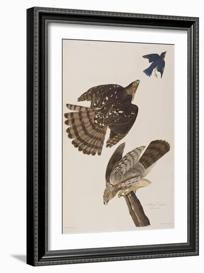 Illustration from 'Birds of America', 1827-38-John James Audubon-Framed Giclee Print