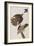 Illustration from 'Birds of America', 1827-38-John James Audubon-Framed Giclee Print