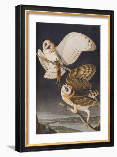 Illustration from 'Birds of America', 1827-38-John James Audubon-Framed Giclee Print