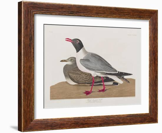 Illustration from 'Birds of America', 1827-38-John James Audubon-Framed Giclee Print