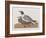 Illustration from 'Birds of America', 1827-38-John James Audubon-Framed Giclee Print