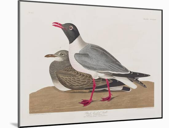 Illustration from 'Birds of America', 1827-38-John James Audubon-Mounted Giclee Print