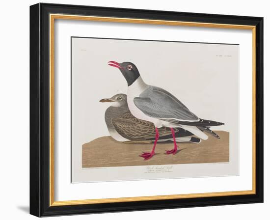 Illustration from 'Birds of America', 1827-38-John James Audubon-Framed Giclee Print