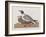 Illustration from 'Birds of America', 1827-38-John James Audubon-Framed Giclee Print